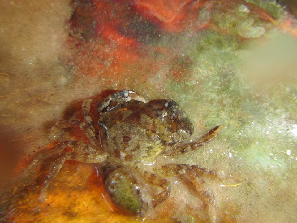 Gulf Grassflat Crab