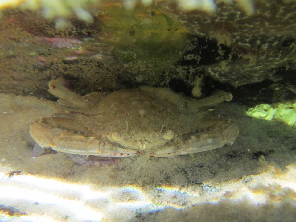 Iridescent Swimming Crab