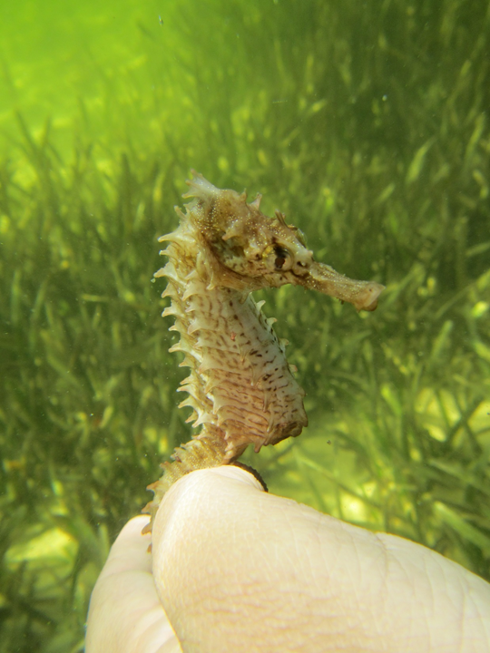 Lined Seahorse