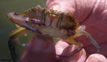 malacostraca (crabs)