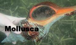 mollusca