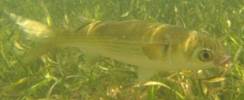 Striped Mullet