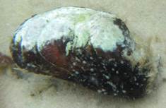 Tulip Mussel