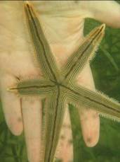 Netted Sea Star