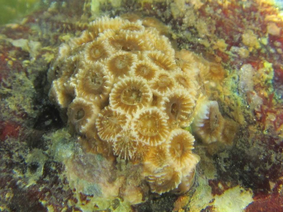 Northern Cup Coral