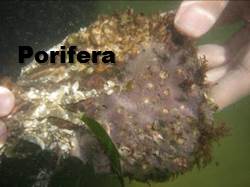 porifera