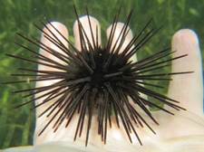 Purple Sea Urchin