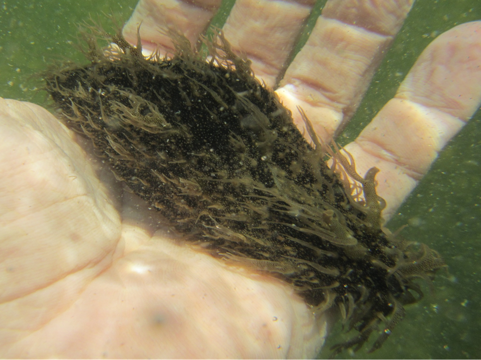 Ragged Sea Hare