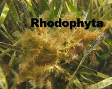 rhodophyta