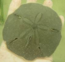 Sand Dollar