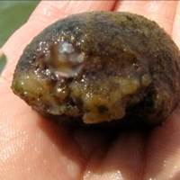 Sandy Sea Squirt