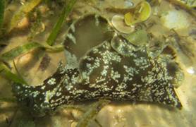 Sea Hare