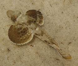 Bandtail Sea Robin