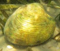 Southern Quahog