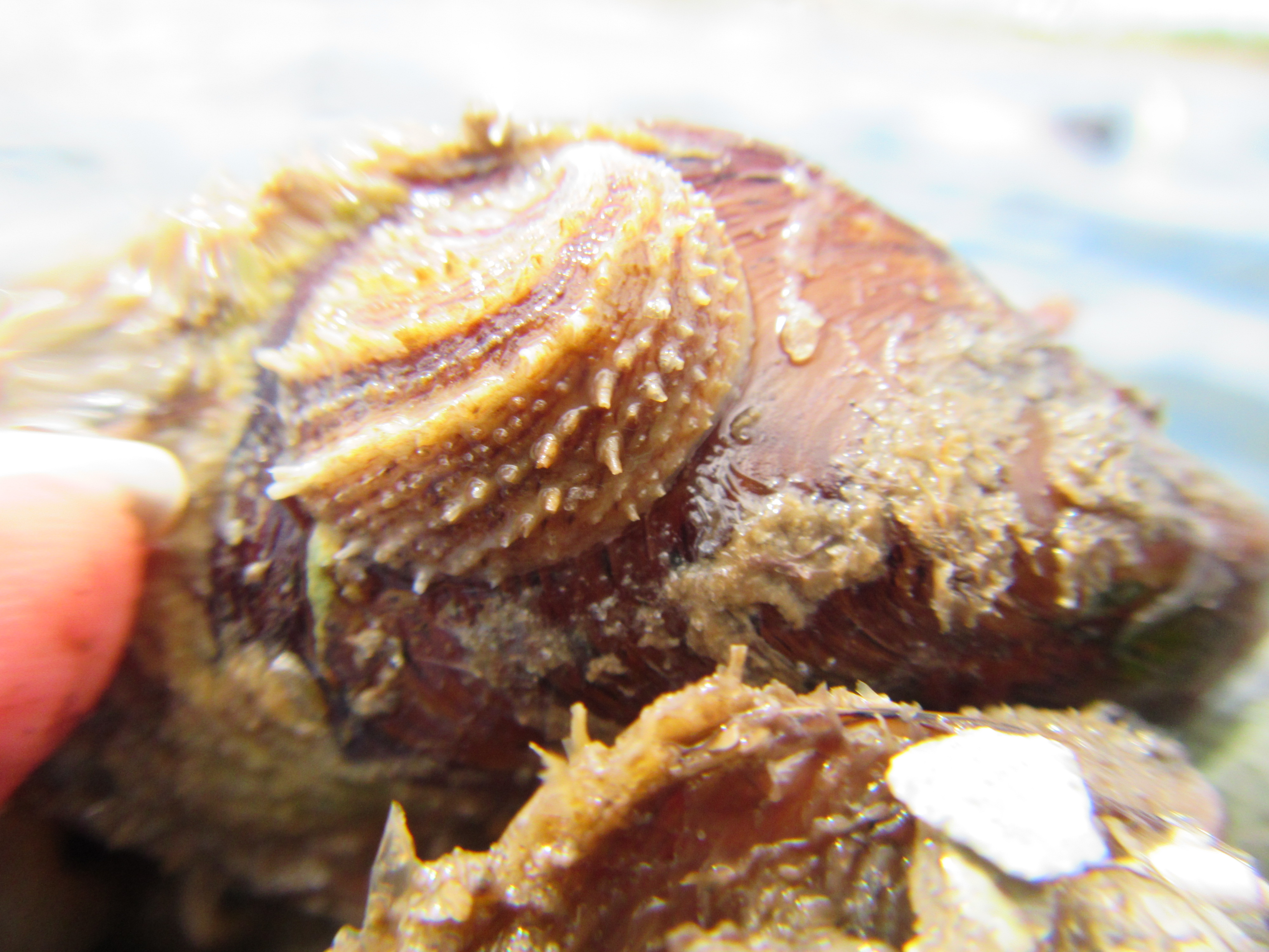 Spiny Slipper Snail
