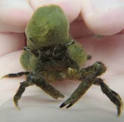 Sponge Spider Crab