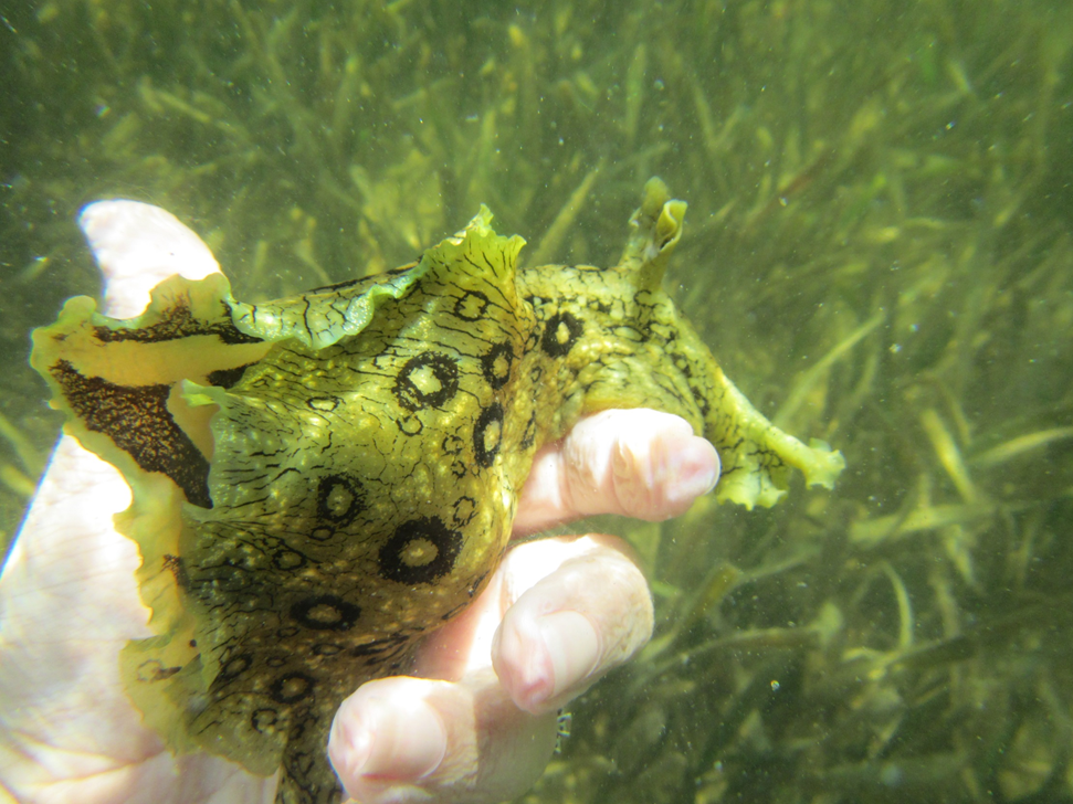 Spotted Sea Hare