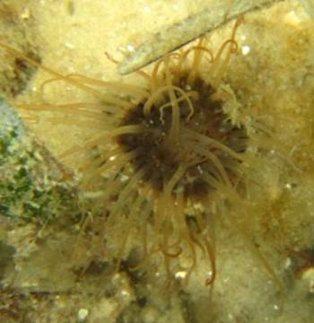American Tube-Dwelling Sea Anemone