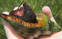 Tulip Snail