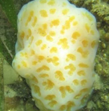 Ascidians (sea squirts)