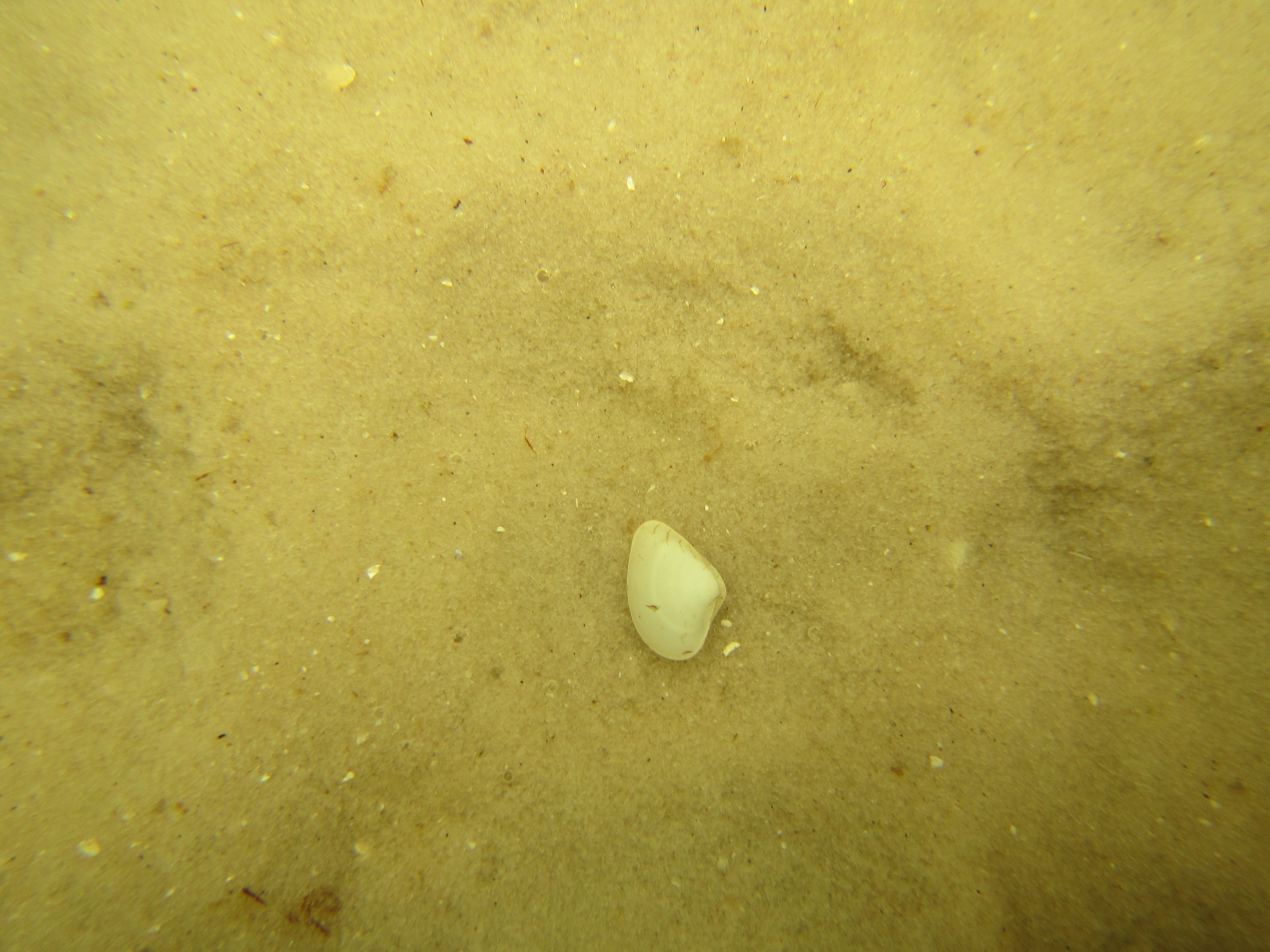 Variable Coquina Clam