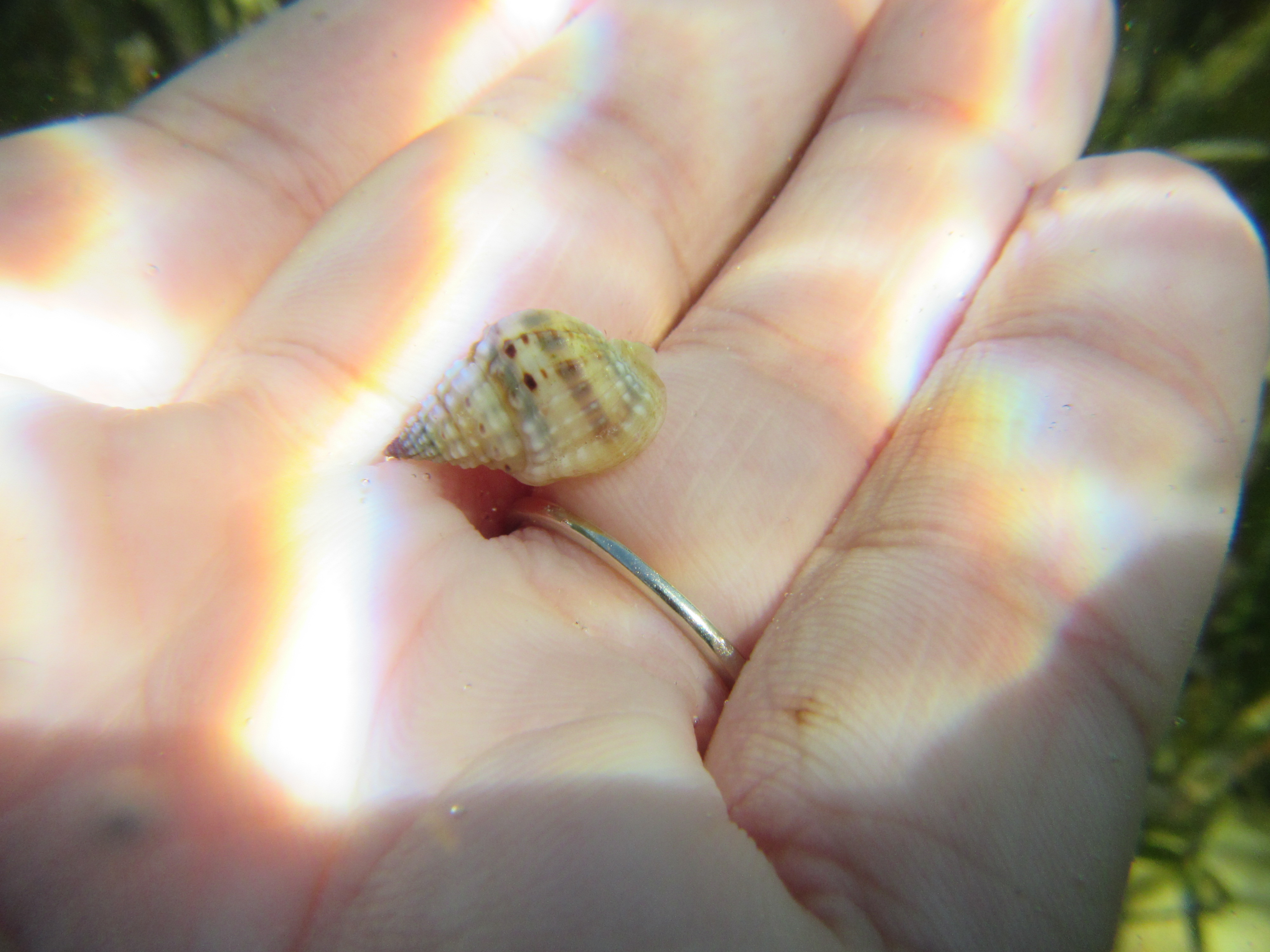 Variable Dog Whelk