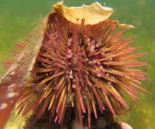 Variegated Sea Urchin