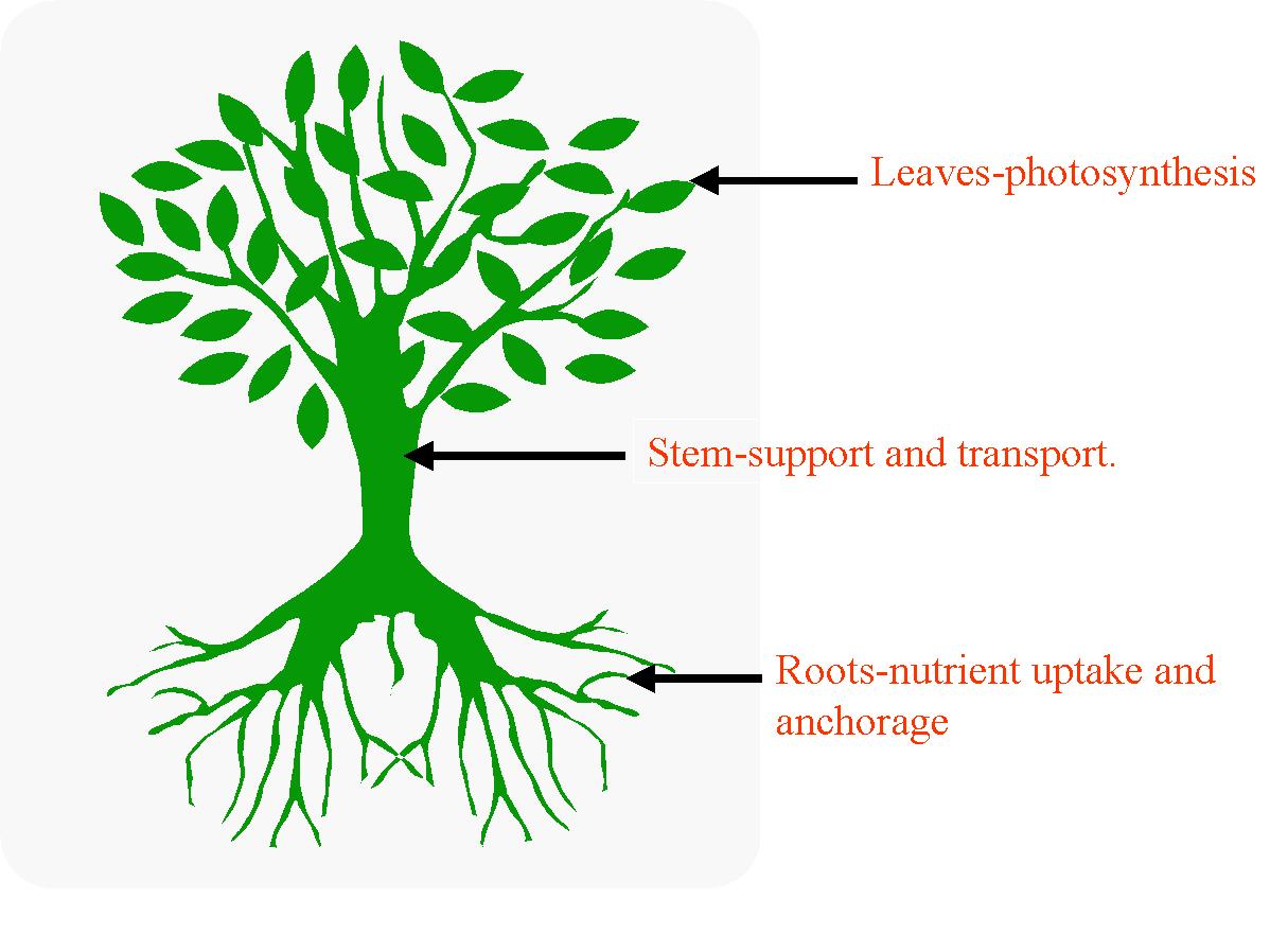 Plant body