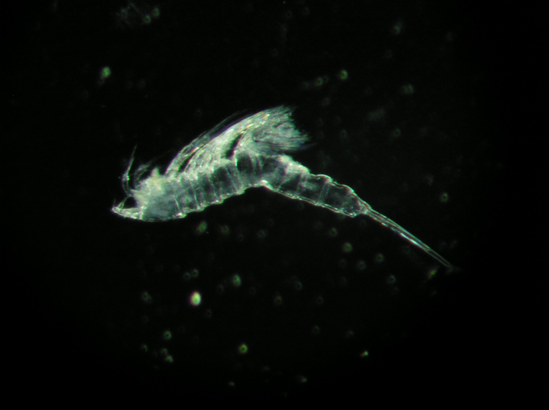 Copepod1