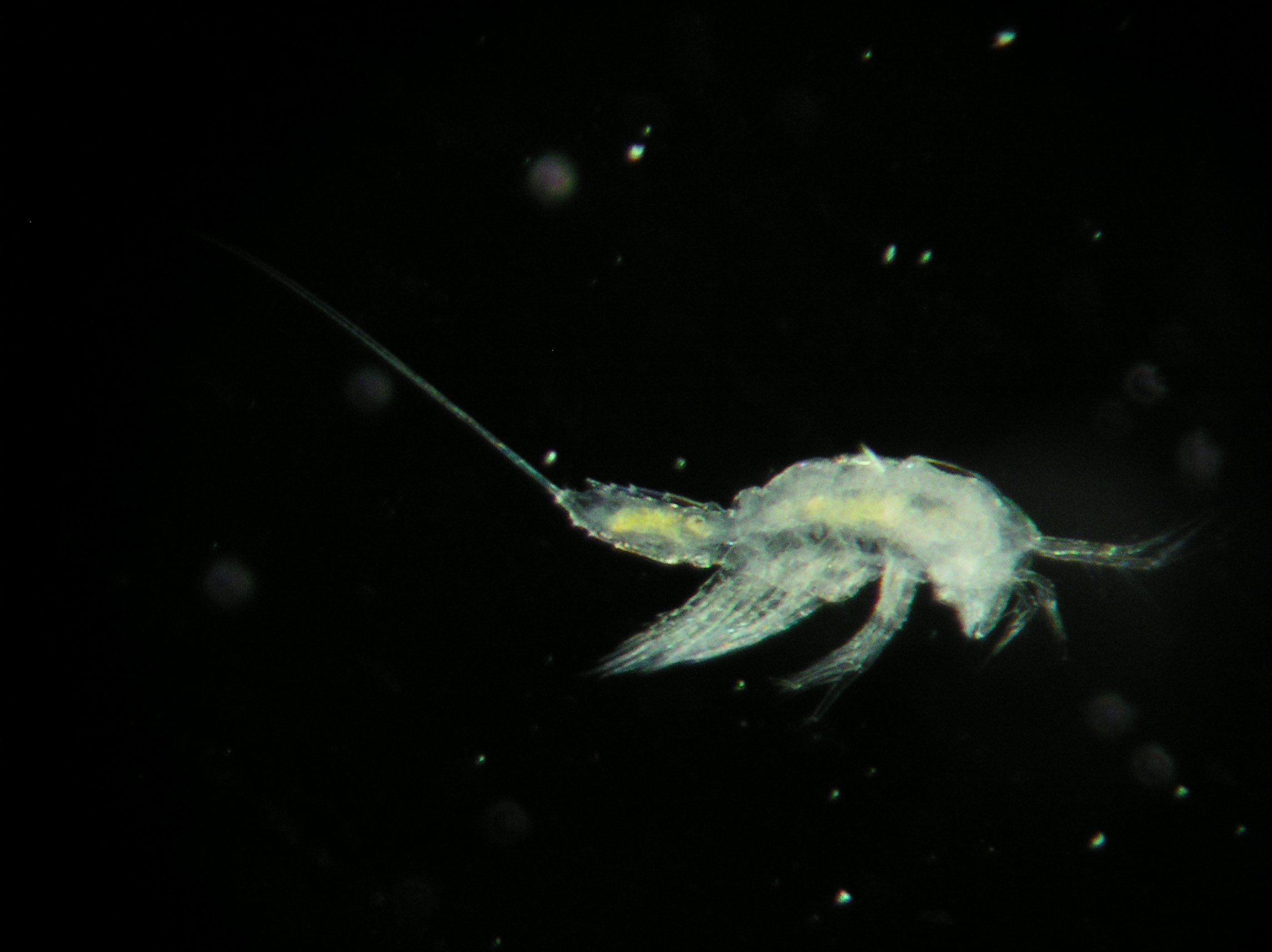 Copepod2