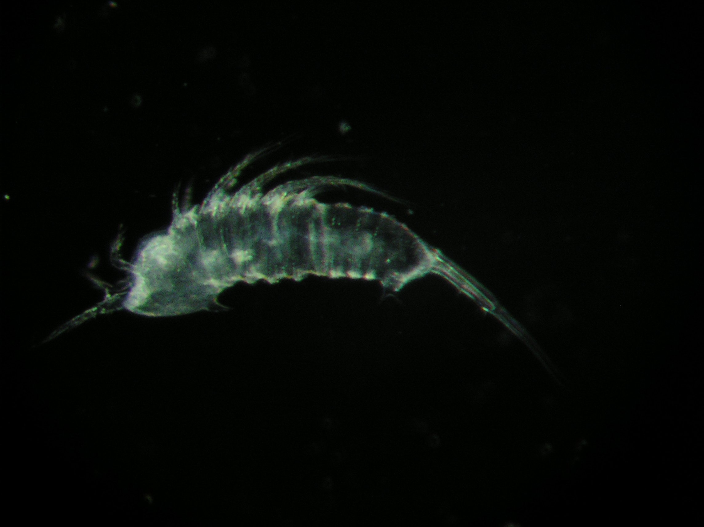 Copepod3