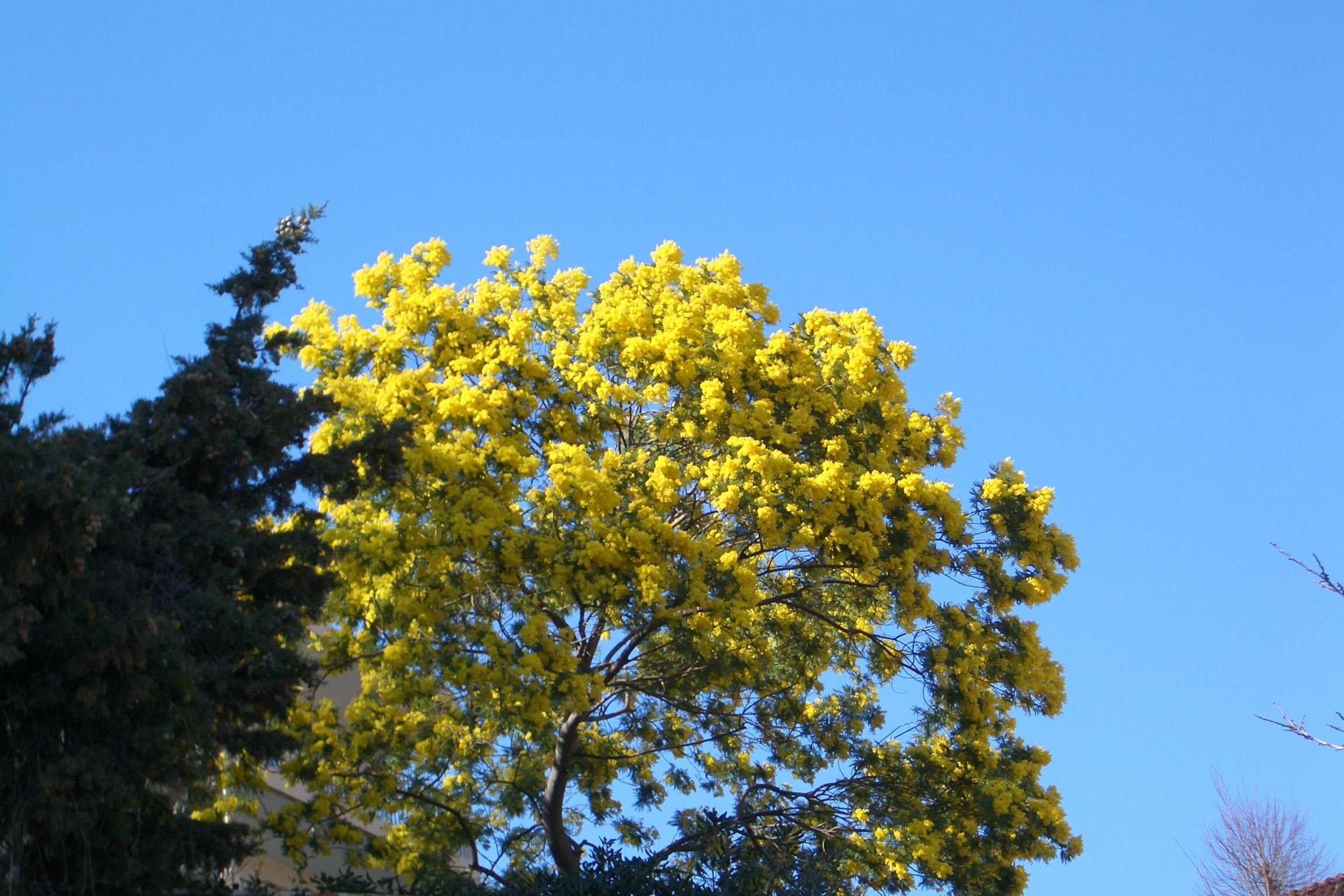 Mimosa tree