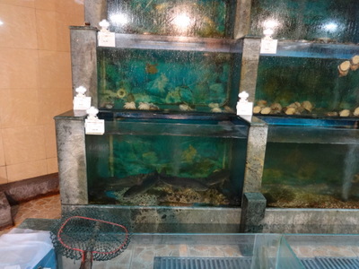 fish