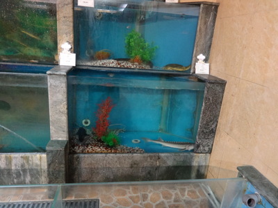 eel