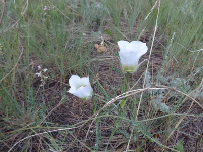 mariposa