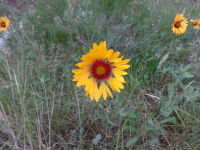 Indian blanket flower