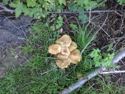 mushrooms