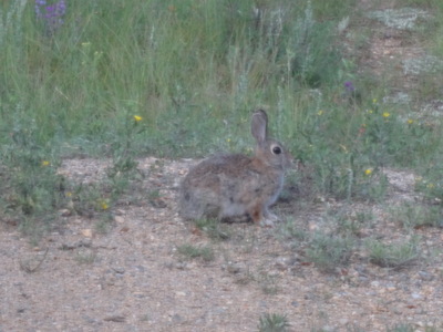 bunny