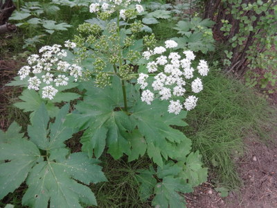 cow parsley