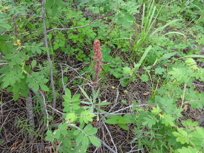 pinedrops