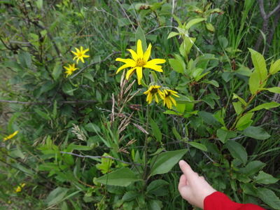 low sunflower