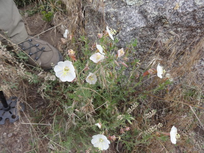 Oenothera