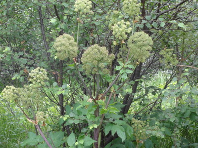 giant angelica