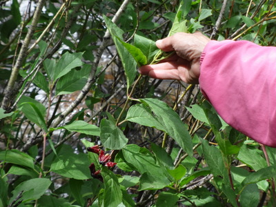twinberry