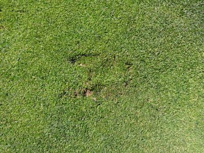 hoofprint