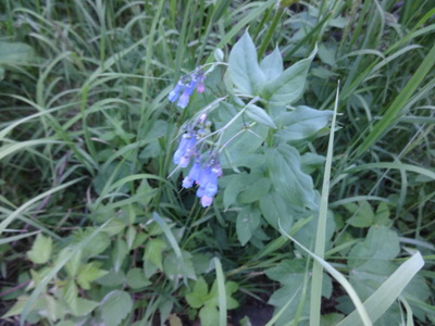 bluebells