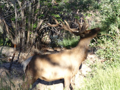elk