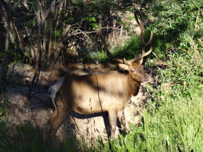 elk