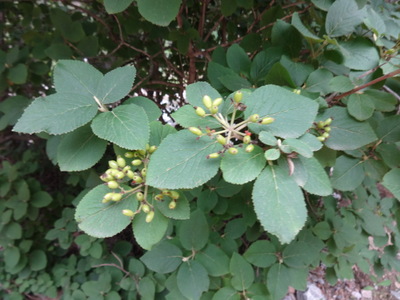 vibernum