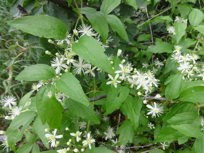clematis